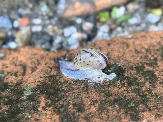 snail on the sand