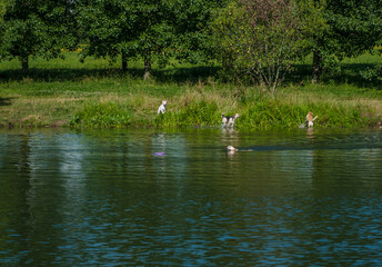Dogs bathe and play in the water of the city pond
