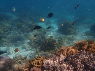 Obraz na płótnie Canvas インドネシア　世界遺産コモド国立公園　コモド島の魚