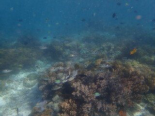 Naklejka na ściany i meble インドネシア　世界遺産コモド国立公園　コモド島の魚