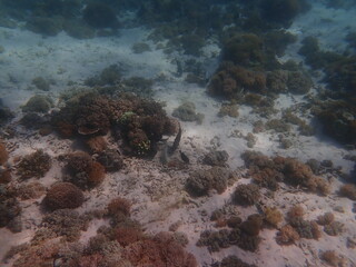 インドネシア　世界遺産コモド国立公園　コモド島の魚