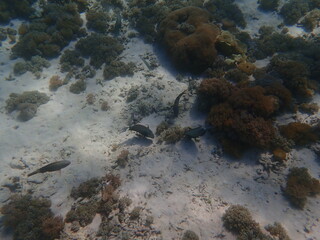 インドネシア　世界遺産コモド国立公園　コモド島の魚