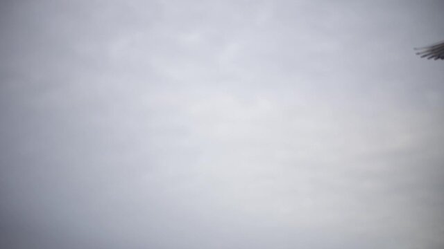 フランス ドーヴィル6（砂浜 カモメ）