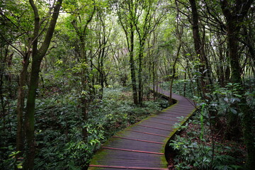 footpath in the summer woods