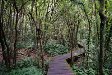 Fototapeta na wymiar footpath in the summer woods