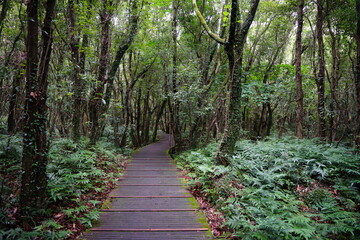 footpath in the summer woods