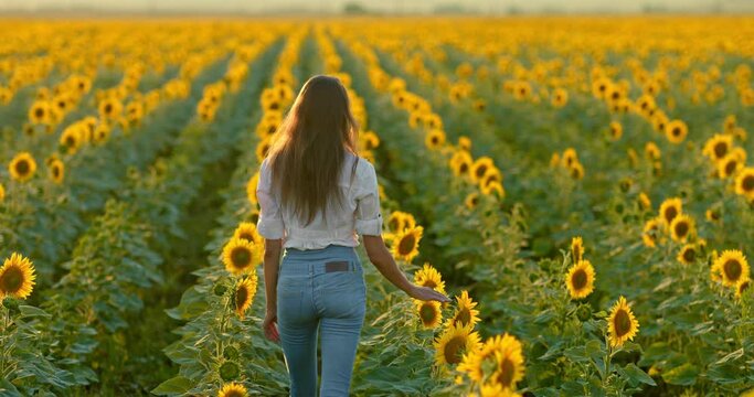 Young and slender woman in jeans walks between the blooming sunflowers. Woman walks through a field and touches flowers with her hands. Beautiful rural landscape, sunset. Rear view. 4k, ProRes