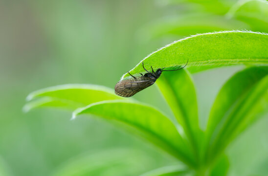 Adult alder fly resting on leaf with a blurred background, this insect is often imitated by fly fishermen