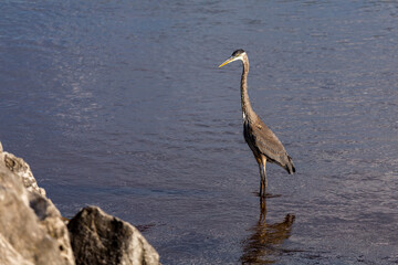 The great blue heron on the edge of the lake Michigan