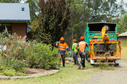 Lumberjacks feeding branches into wood chipping machine on the job