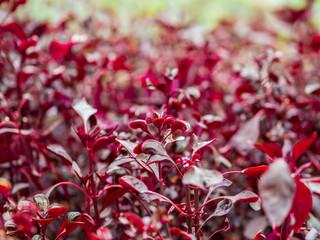 Bush with Red leaves in the sunset light