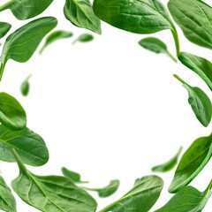 Green spinach leaves levitate on a white background