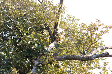 リスザル  オマキザル科  学名 Saimiri sciureus  英名Common Squirrel Monke
