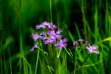 カワラナデシコ