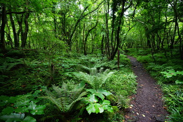 a refreshing spring forest with a path