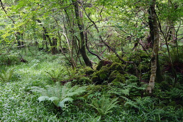 a lively dense forest in springtime