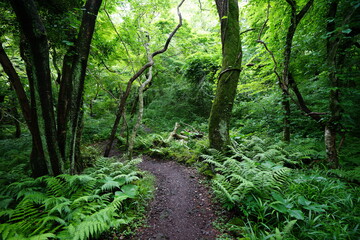 Fototapeta na wymiar a refreshing spring forest with a path