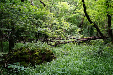 Obraz premium a lively dense forest in springtime