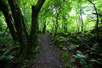 a refreshing spring forest with a path