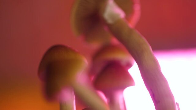 Homegrown Mazatapec Magic Mushroom In Red Lighting. - refocus shot