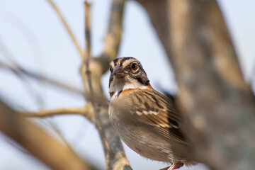 Bird on branch among trees, Zonotrichia Capensis, Tico-Tico