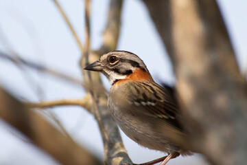 Bird on branch among trees, Zonotrichia Capensis, Tico-Tico