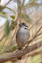 Bird on branch among trees, Zonotrichia Capensis, Tico-Tico