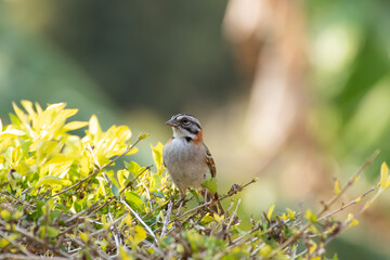 Bird on branch among trees, Zonotrichia Capensis, Tico-Tico