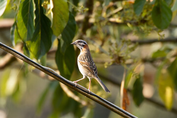 Bird on branch among trees, Zonotrichia Capensis, Tico-Tico