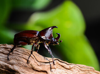 Rhinoceros beetle belonging to the scarabaeidae family in tropical asia. Asiatic Rhinoceros Beetle. Pest to coconut and oil palm plantations, known to destroy and damaged fronds and young palm shoots.