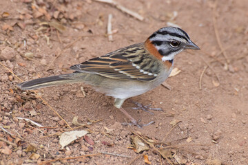 Bird on branch among trees, Zonotrichia Capensis, Tico-Tico