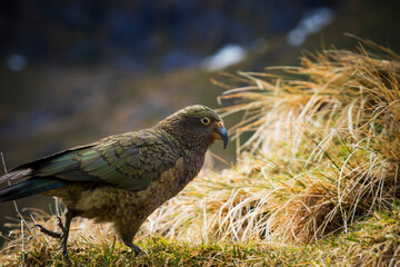 kea bird ,ground parrots in south island new zealand