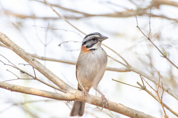 Bird on branch among trees, Zonotrichia Capensis, Tico-Tico
