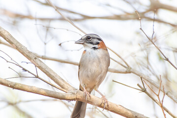 Bird on branch among trees, Zonotrichia Capensis, Tico-Tico
