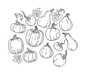 Pumpkin set. Thanksgiving and Halloween Element. For cookbook, recipes, menu.