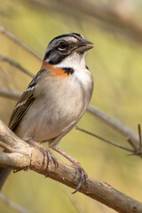 Bird on branch among trees, Zonotrichia Capensis, Tico-Tico
