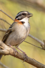 Bird on branch among trees, Zonotrichia Capensis, Tico-Tico
