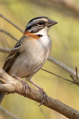 Bird on branch among trees, Zonotrichia Capensis, Tico-Tico
