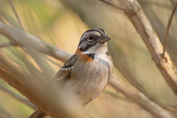 Bird on branch among trees, Zonotrichia Capensis, Tico-Tico
