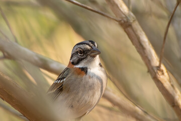 Bird on branch among trees, Zonotrichia Capensis, Tico-Tico
