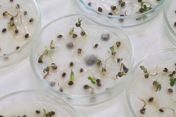 Studying mold on cannabis seedlings