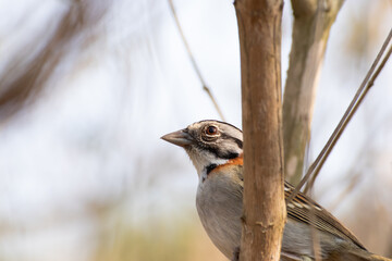 Bird on branch among trees, Zonotrichia Capensis, Tico-Tico
