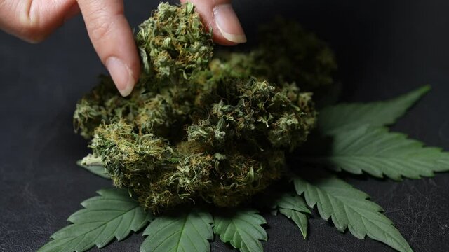 Extreme closeup female fingers gently takes dried cannabis bud from a big pile on table, a homemade herbal products, recreational ganja for psychoactive, legalized cash crop for alternative treatment