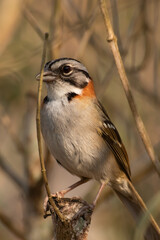 Bird on branch among trees, Zonotrichia Capensis, Tico-Tico
