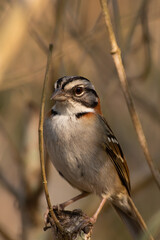 Bird on branch among trees, Zonotrichia Capensis, Tico-Tico
