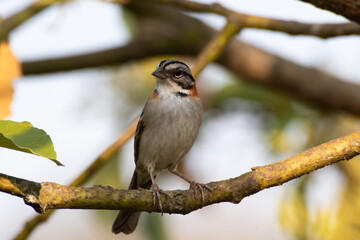 Bird on branch among trees, Zonotrichia Capensis, Tico-Tico
