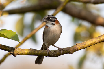 Bird on branch among trees, Zonotrichia Capensis, Tico-Tico
