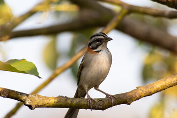 Bird on branch among trees, Zonotrichia Capensis, Tico-Tico
