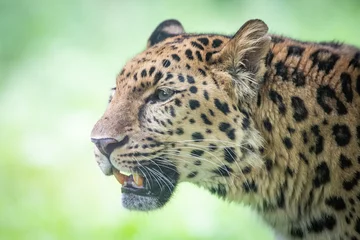 Foto op Plexiglas close up of a leopard © scott