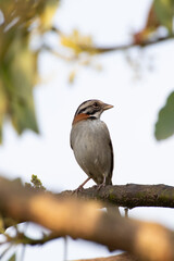 Bird on branch among trees, Zonotrichia Capensis, Tico-Tico
